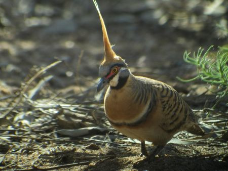 We'll seek out the amazing Spinifex Pigeons among the rocky bajadas...
