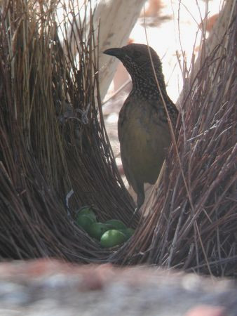 ...or a Western Bowerbird attending its bower.