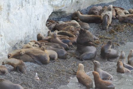 ...as well as male Southern Sea Lions tending to their harems...