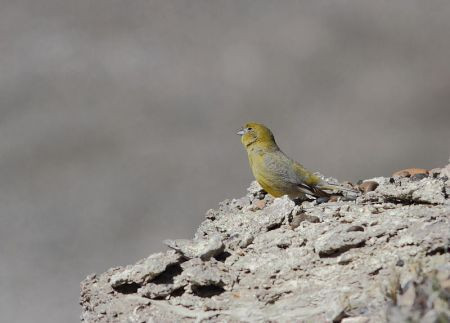 ...while Patagonian Yellow Finches sing loudly nearby.