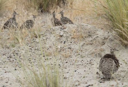 Elegant Crested Tinamou families are easily seen along the roadsides in this region...