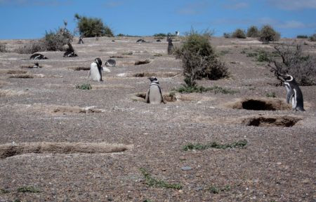 We'll visit a vast Magellanic Penguin colony...