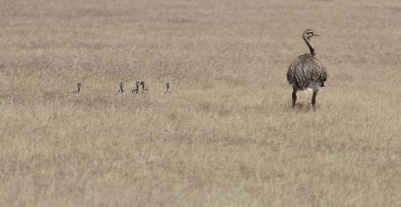 ...or a foraging family of Darwin&rsquo;s Rheas.