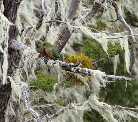 ...and the Nathofagus forests of southern Patagonia are laden with moss that often hide Austral Parakeets.