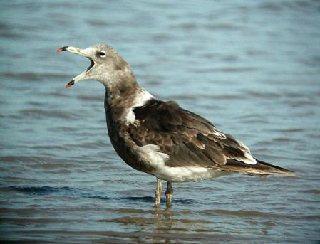 In San Clemente harbor we&rsquo;ll look for the endangered Olrog&rsquo;s Gull&hellip;