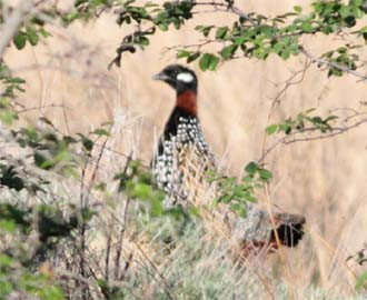 ...and we'll hear and might be lucky enough to glimpse Black Francolin...