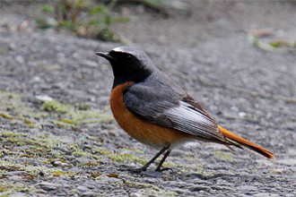 ...if only for the chance to see the local race of Common Redstart...