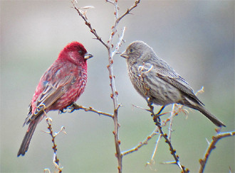 ...looking especially for groups of Great Rosefinch...