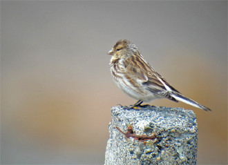 ...and there will be flocks of Twite to distract us.