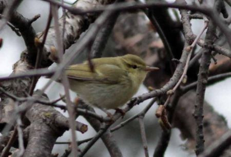 We could also encounter the first of our Green Warblers in the garden of our hotel. 