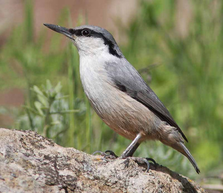 ...where we can hope to find birds such as Rock Nuthatch...