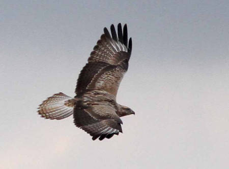 The area also holds huge numbers of Long-legged Buzzards...