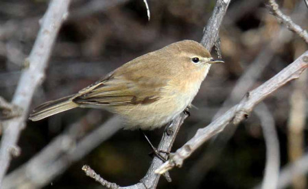 ...and we should find several Caucasian Chiffchaffs.