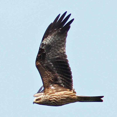 Other raptors that will pass in varying numbers include thousands of Black Kites...