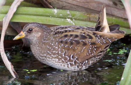 ...and we'll search for Spotted Crakes,