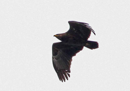 ...and the impressive Lesser Spotted Eagle.