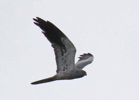 A great feature of Batumi is the number and diversity of migrating harriers, here an adult male Montagu&rsquo;s...