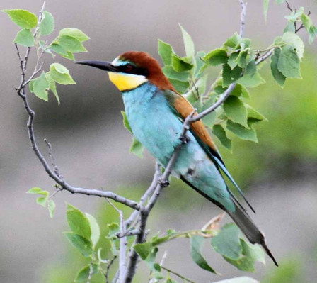 As well as raptors, there will be thousands of Bee-eaters migrating past us...