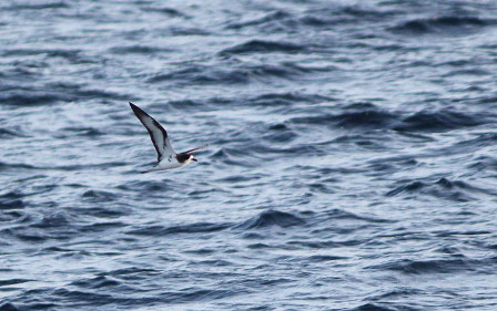 ...but it will pay to keep an eye on the water if you want to spot a scarce Galapagos Petrel.