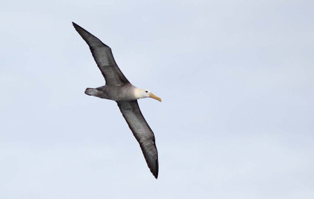 We&rsquo;ll wander amongst a Waved Albatross breeding colony one day, but they are most impressive when seen in flight.