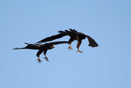 Galapagos Hawks have fun in the onshore breezes.