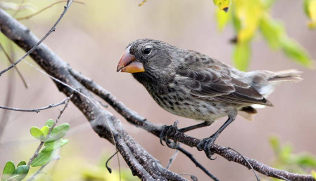 The ground-finches can be confusing, but the biggest billed Large Ground-Finch should stand out.