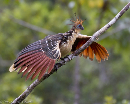 Birds seen from the restaurant include the iconic Hoatzin...