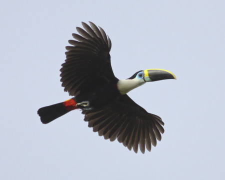 ...and a Channel-billed Toucan might appear at any moment. (jf)
