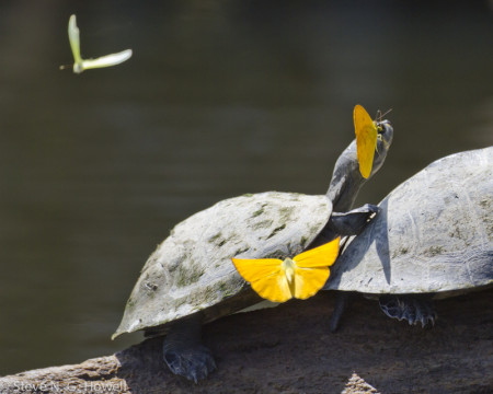 Our time in the rainforest may also give us time to ponder the age-old question: How many butterflies can dance on the head of a turtle?