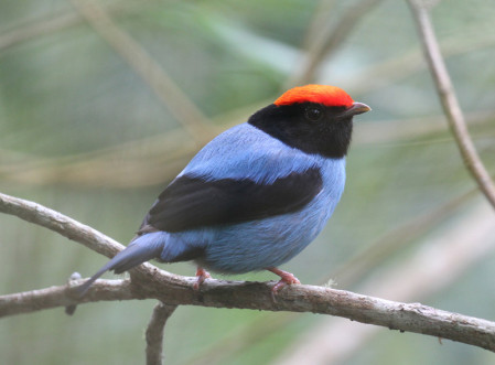 Birding will be superb with exquisite birds such as Swallow-tailed Manakin...
