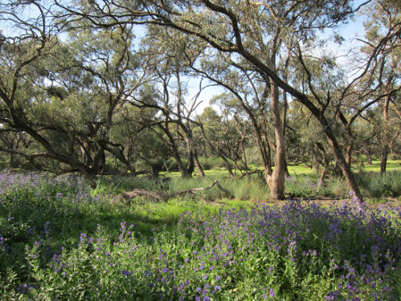 The mallee forests around Deniliquin will offer...