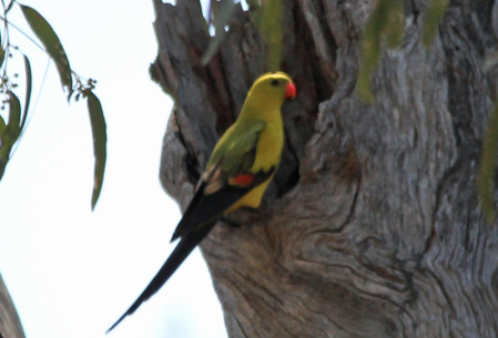 ...Regent Parrots seeking out nesting cavities...