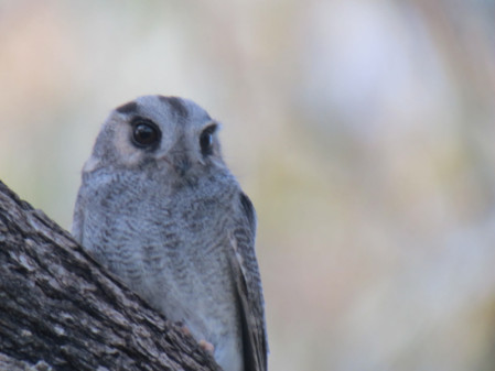...Australian Owlet-Nightjar peering down from the trees.