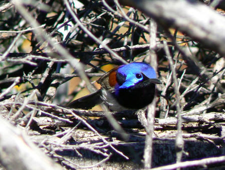 ...or such beautiful birds as Variegated Fairywren while...