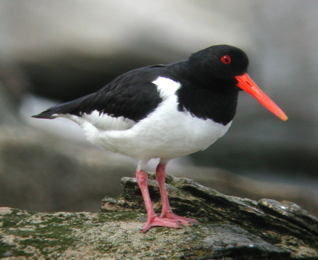 ...with Pied Oystercatchers and...