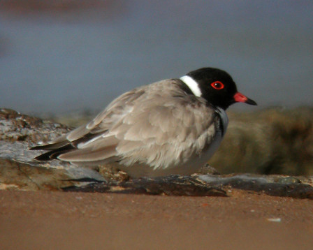 ...the endangered and striking Hooded Plover on the coast...