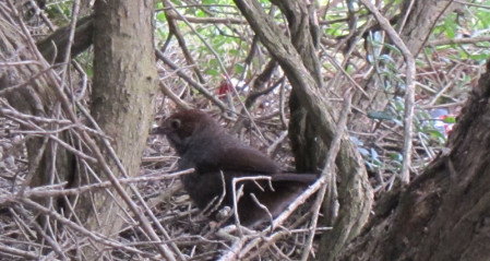 ...and Rufous Bristlebirds lurking in the coastal heath.
