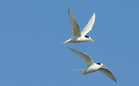 ...and Fairy Terns might be joined by...