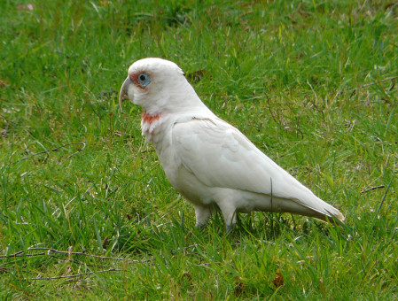 A side trip to some nearby parks might reveal Long-billed Corellas in the fields...