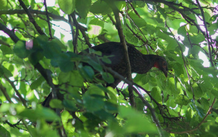 &hellip; and the much rarer Red-faced Guan. 