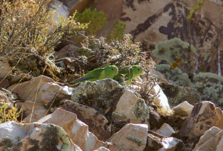 &hellip;Mountain Parakeets seeking shelter from the wind&hellip;