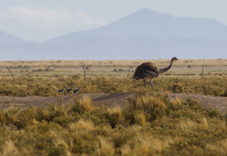 &hellip;or perhaps a family of Lesser Rheas marching by.