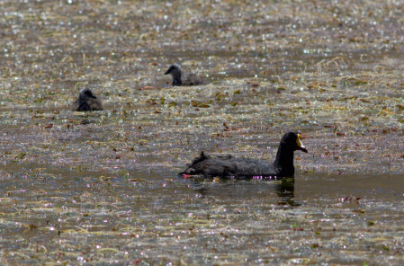 &hellip;searching for birds such as Giant Coot.