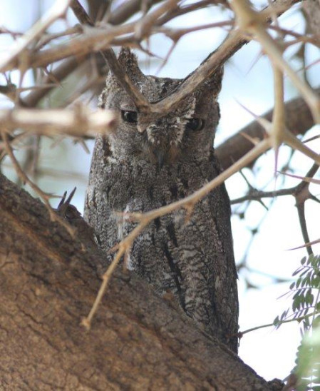 ...and we could find an African Scops Owl roosting through the daytime...