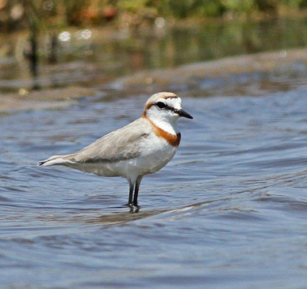 ...and dapper Chestnut-banded Plovers.