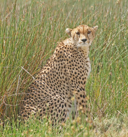 ...or a beautifully marked Cheetah.