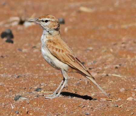 It is here that we'll see our first Dune Lark, Namibia's only endemic bird.