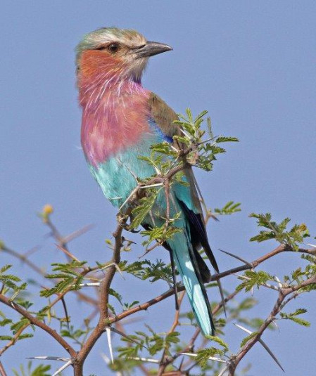 ...and everyone's favourite - Lilac-breasted Roller.