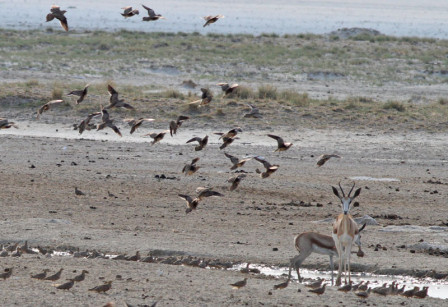 ...and a flock of Namaqua Sandgrouse.