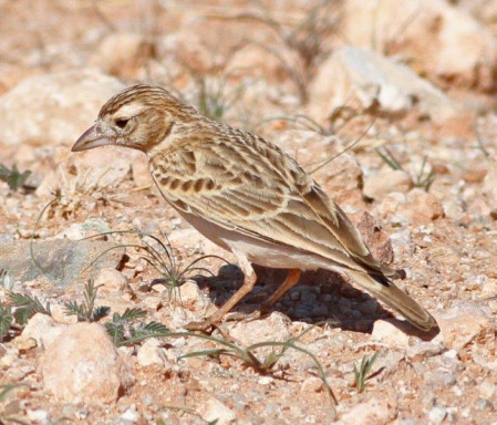 ...while Stark Larks are usually in small flocks.